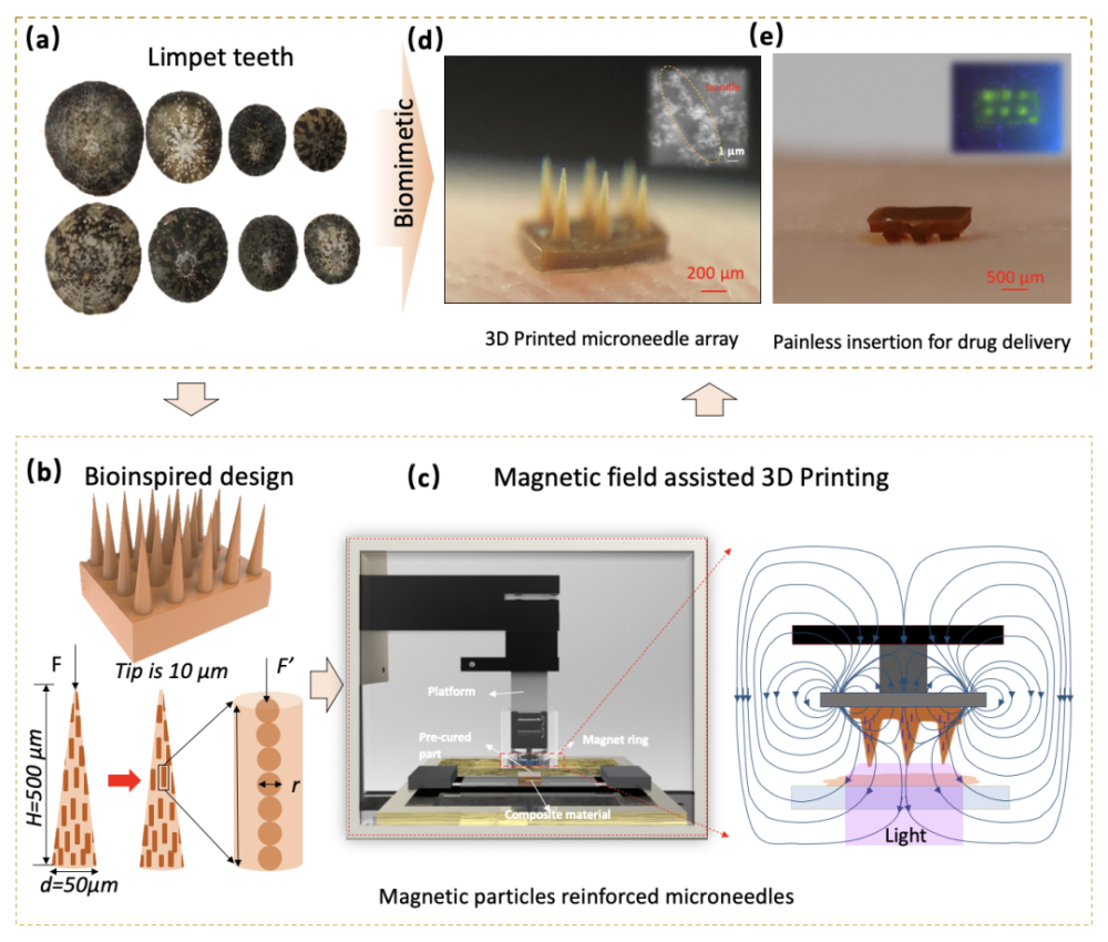 示意圖 (d) 三維打印仿生微針和微針內部結構的掃描式電子顯微鏡照片