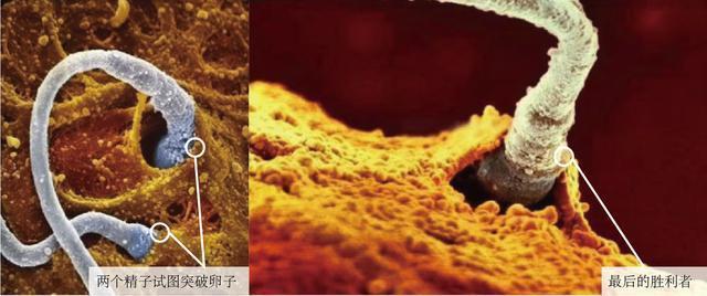 从受精卵到发育降生,十月怀胎高清图解,每一个母亲都应被歌颂