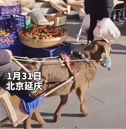 北京一大爷坐"羊车"出门赶集,羊儿造型引围观,网友:防护措施到位