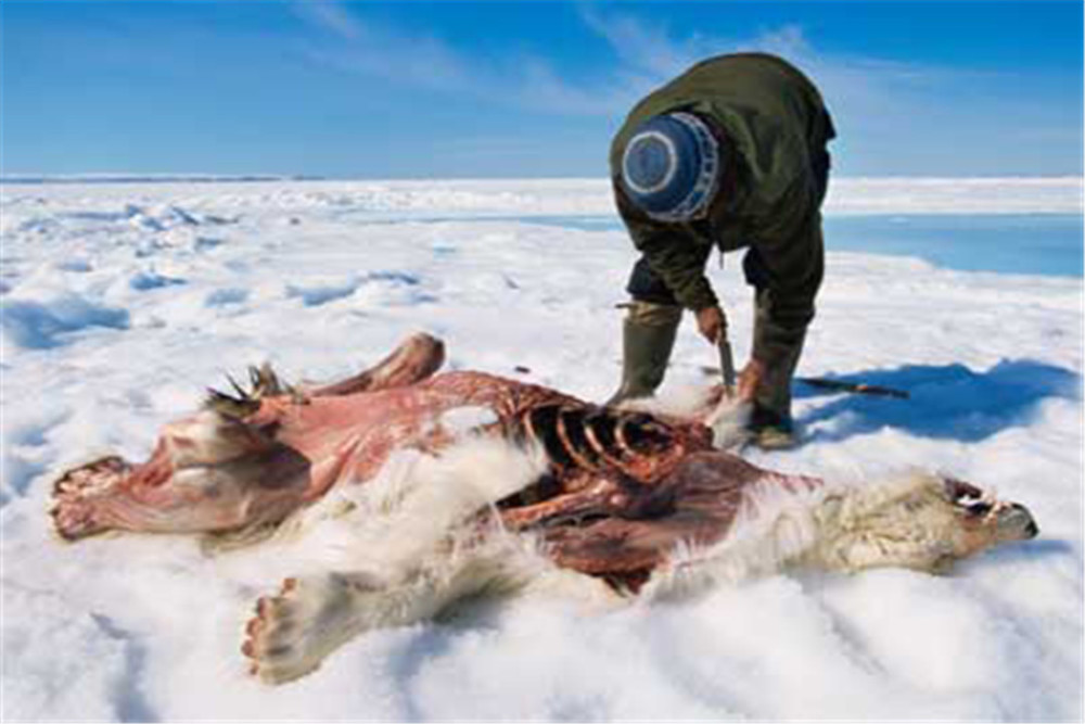 吃生肉或许会更火一点,如果不是环境所迫,相信因纽特人也不会去吃难