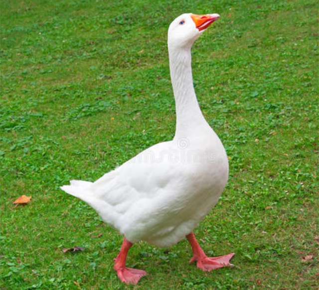 温铁军农民自己养点鸡鸭鹅都不允许这样是影响民生的