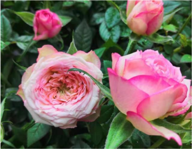 那是养花人用血养出来的|小刺|玫瑰|爱情|阿多尼斯