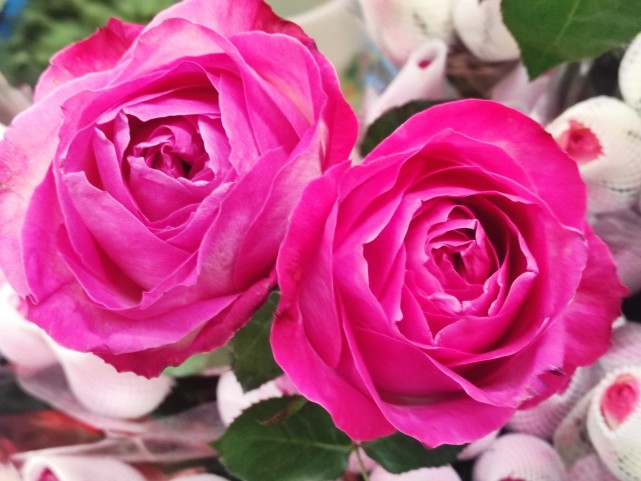 那是养花人用血养出来的|小刺|玫瑰|爱情|阿多尼斯