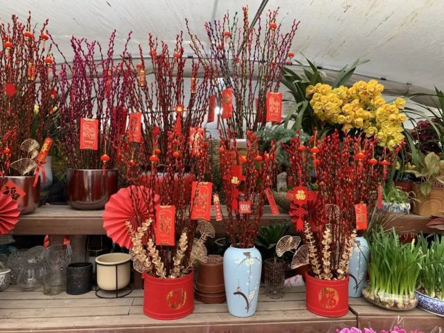 临近新春"年宵花"市场走俏