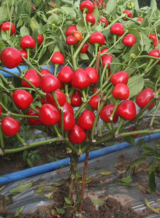 川椒种业:小辣椒价格受品种因素影响