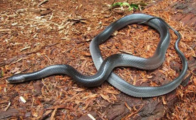 "天选之子"拟蚺蛇,不仅百毒不侵,还把毒蛇当晚餐