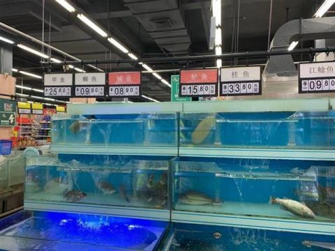 武汉活鱼市场超长待机
