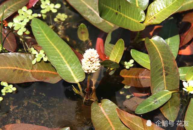 两栖蓼——扮靓湖湾塘汊,秒变园林水景|华北|西北|观赏植物|东北