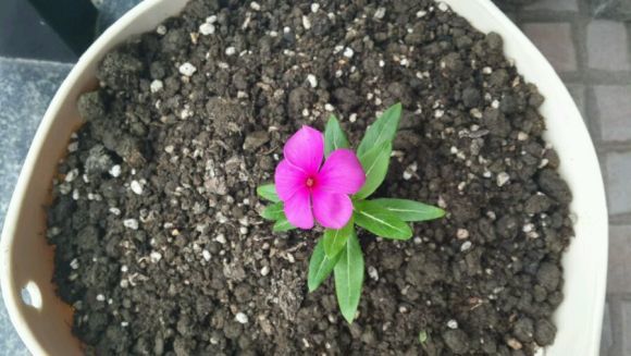 如何让长春花快速的生长起来,有以下几种方法!