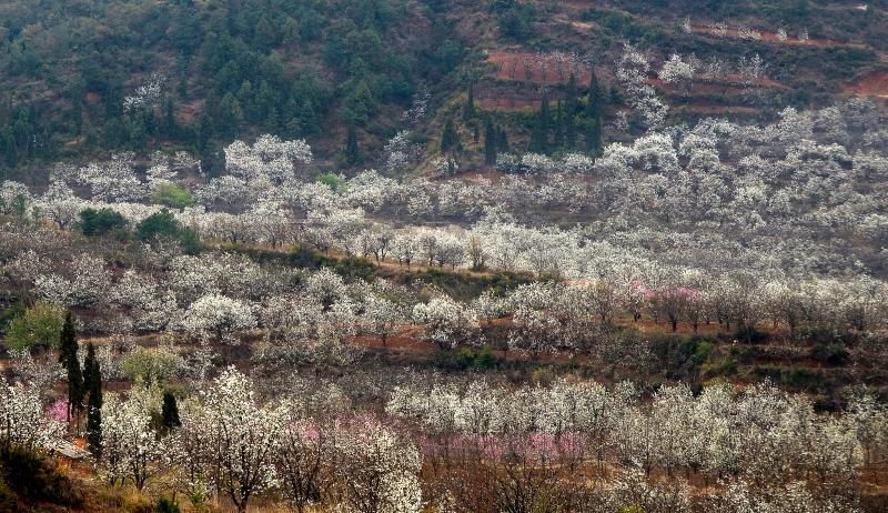 云南呈贡万溪冲打造昆明首个都市驱动型乡村振兴文旅小镇