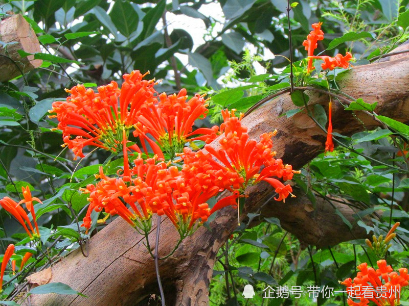 冬渐远 春可期 带你看贵州热带植物的奇花异草 腾讯新闻