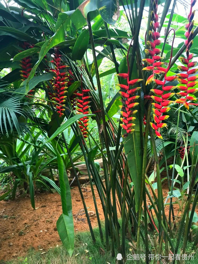 冬渐远,春可期!带你看贵州热带植物的奇花异草