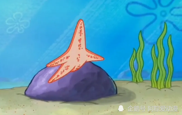 你知道海星是怎么进食的吗海绵宝宝中的真实现象动画片太美好