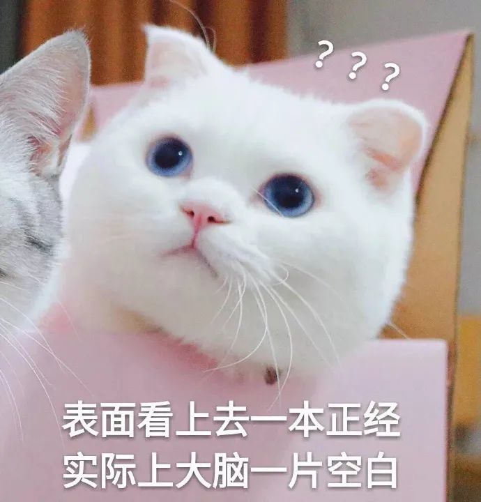 猫猫这么可爱,能有什么坏心思呢?