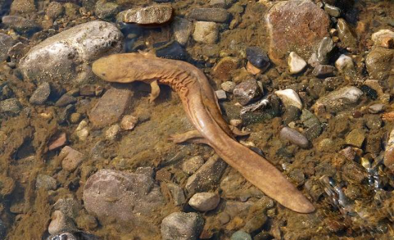 因为探险家们并不知道这种生物的名称,因此就将它称之为"白化小鲵",它