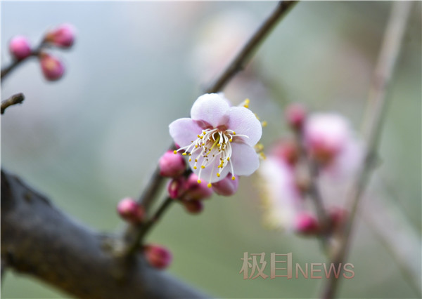 梅 开眼笑迎新春21武汉东湖梅花节开幕武汉站 万联中国