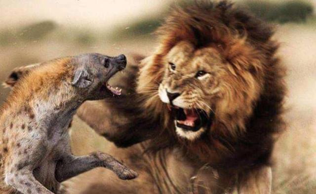 狮子真正的天敌并不是动物看完就懂了
