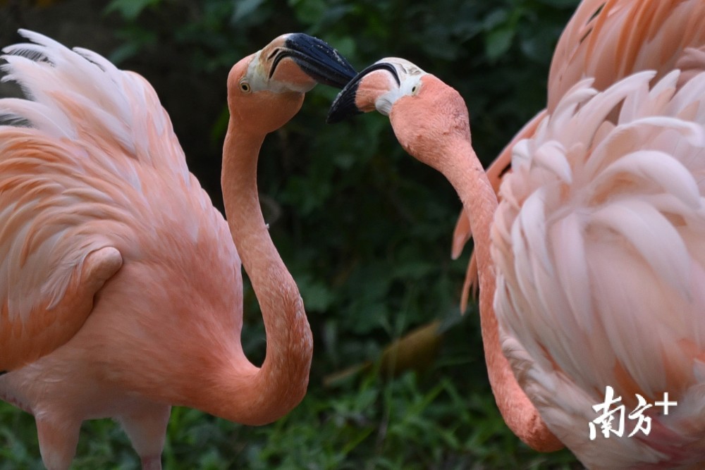 红鹮,鹦鹉,黑天鹅……成双成对的动物情侣在嬉戏,秀恩爱,萌态十足.