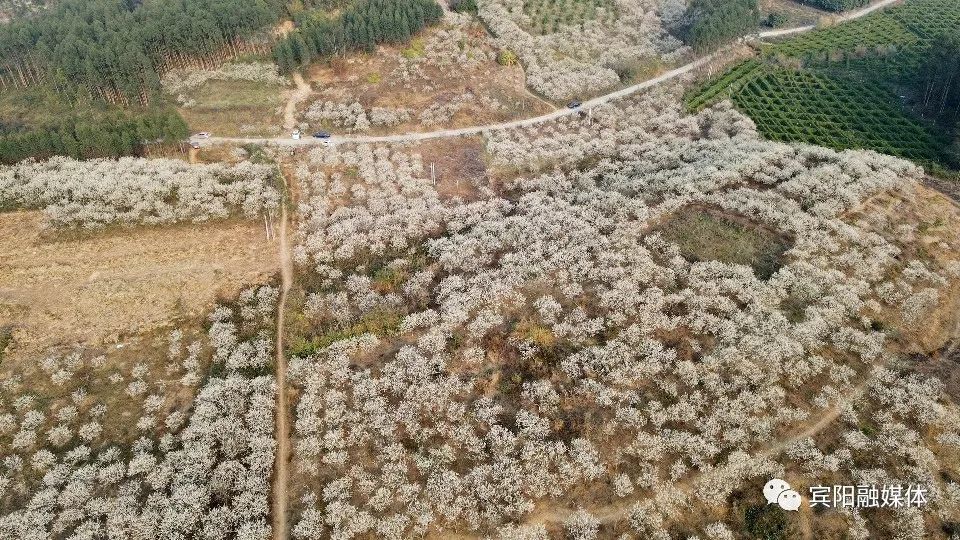 宾阳李花图片