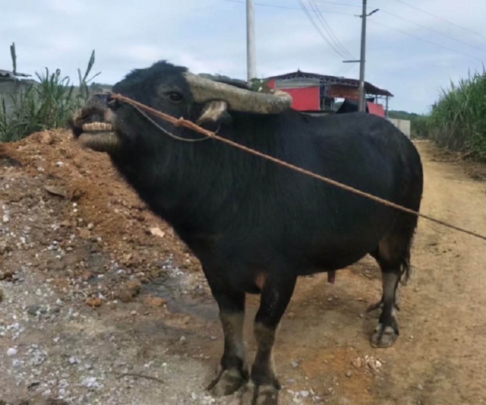苗族斗牛比赛:起源于三国,牛王"昆山"战前要喝6斤白酒
