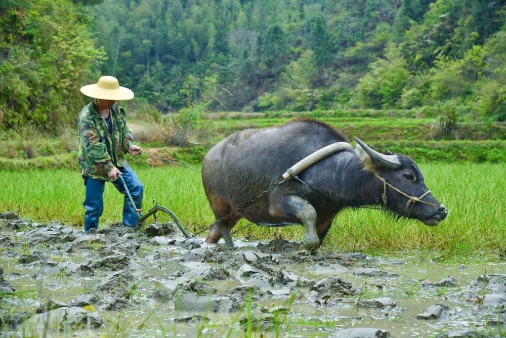 古代皇帝必须亲自耕田一年一次就在立春这一天