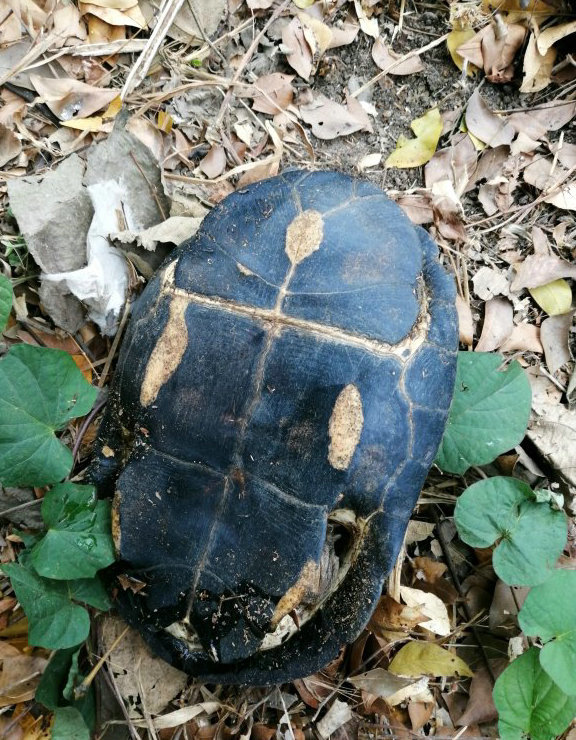 广西老乡捡到"山乌龟",背甲似墨,这是价值数千元的石墨龟?