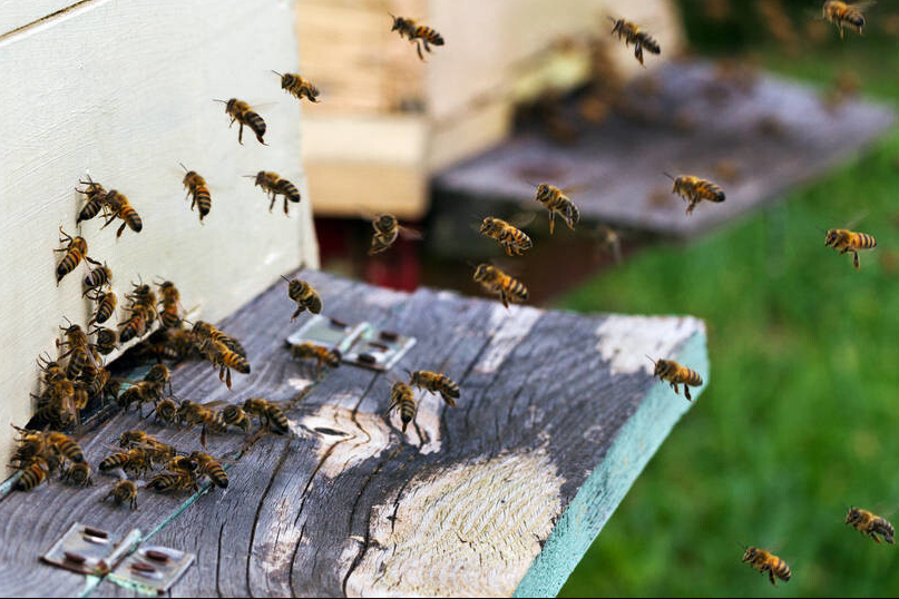 正常情况下,六脾中蜂越冬后,蜜蜂还能剩余多少脾?