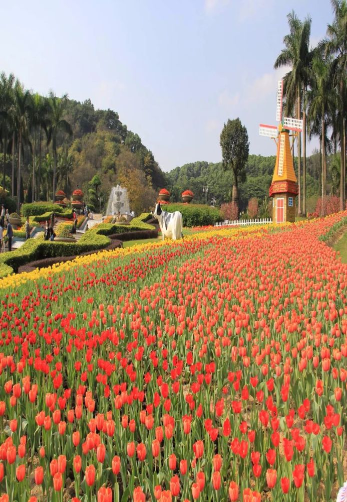 春节在广州 来白云山赏花过大年 腾讯新闻