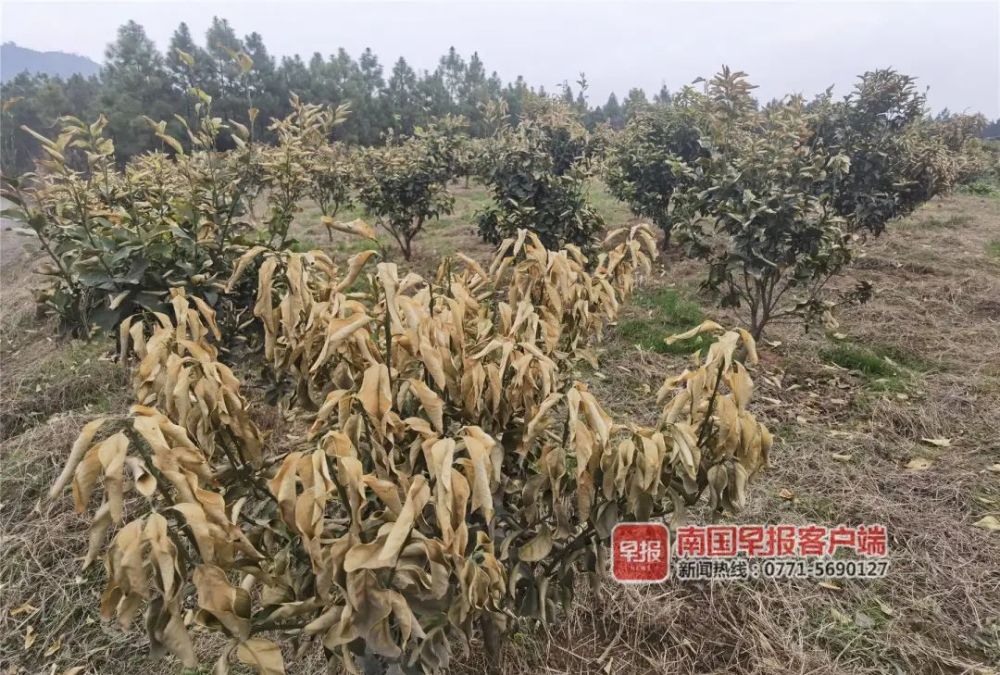 早新闻丨广西3岁男童小区内被人抱走15分钟回来后手上出现奇怪伤口