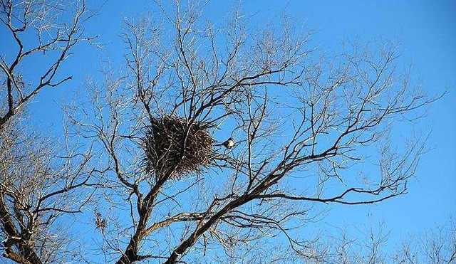 看上去乱糟糟的鸟窝它很结实吗为啥不怕风吹雨打
