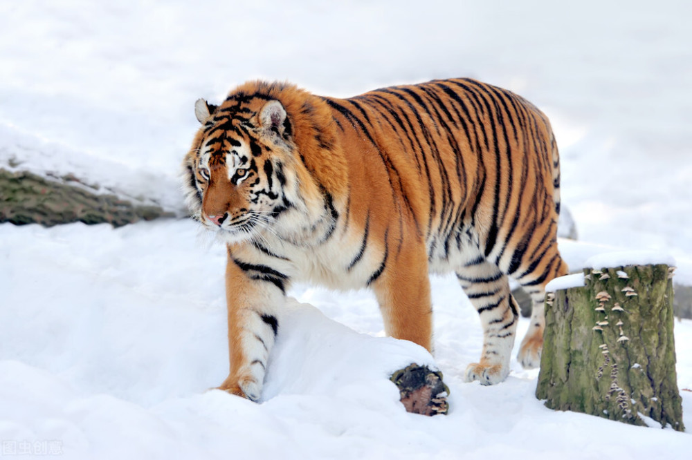 跨国猎虎案02老爷岭保护区突发案情武警三剑客飞临
