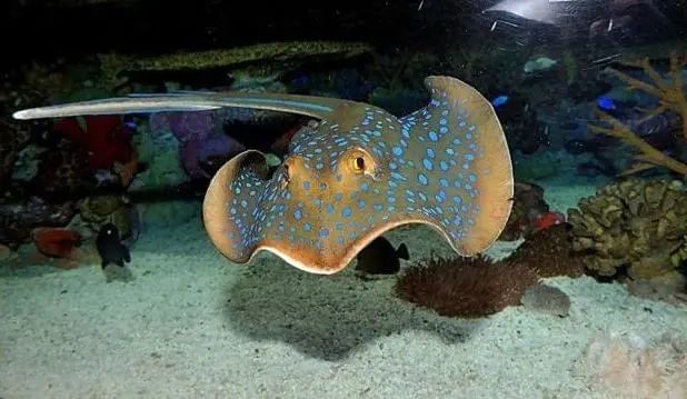 这种鱼疯起来连自己都扎