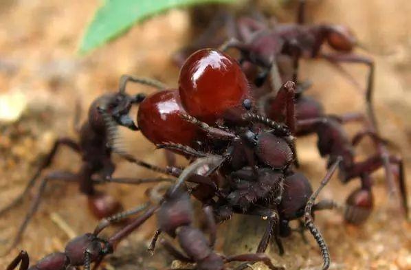 一群行军蚁能否对付一只饥饿的食蚁兽为什么