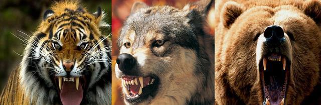 猫科 熊科 犬科 谁更厉害 不列颠哥伦比亚狼 灰狼 波斯豹 熊科 犬科