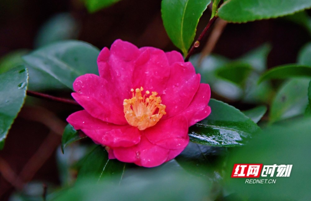 迎丰公园立春景花艳木青