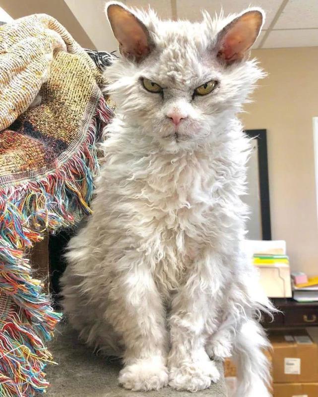 猫咪害怕和生气时会有这些表现铲屎官不要忽视