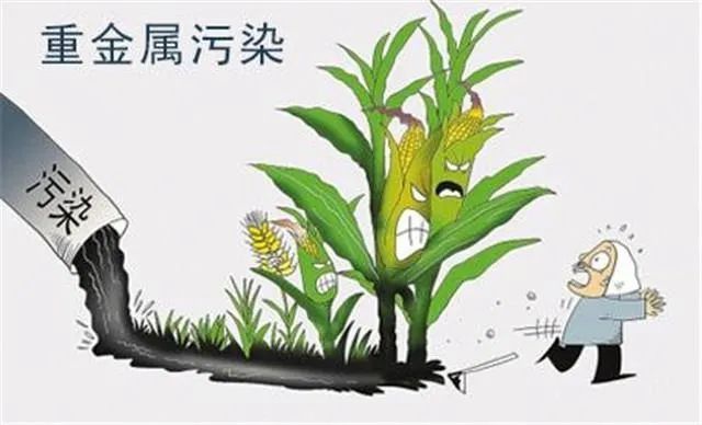 菌补充剂和发酵食品中的鼠李糖乳杆菌和植物乳杆菌可以防止重金属中毒