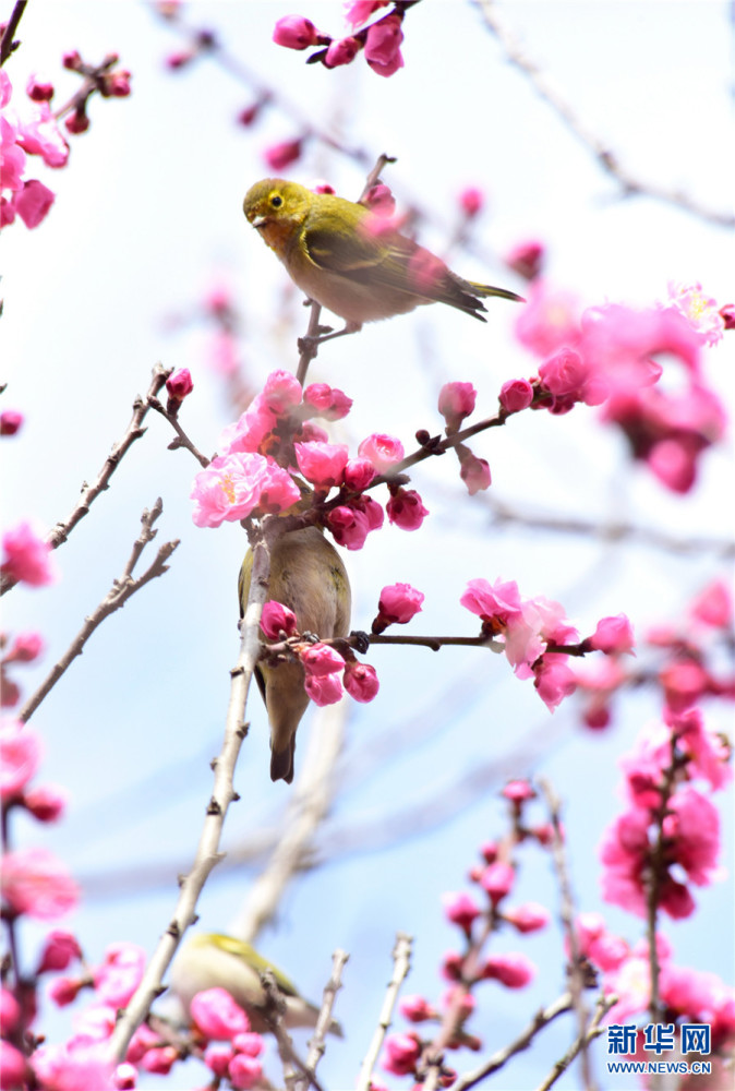 云南弥勒梅花绽放鸟语花香