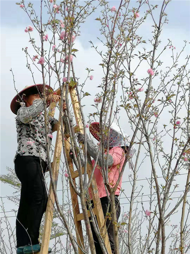 花期会变短,因此这批1000棵的樱花树将分4批进行种植,每批250棵,且与