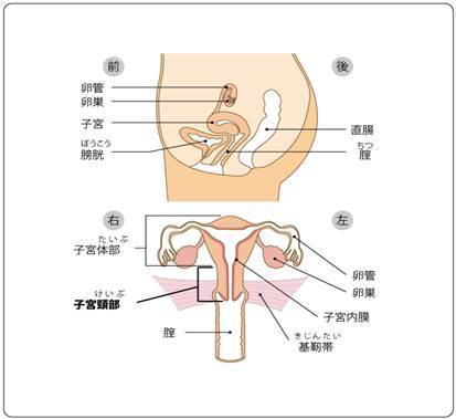 jmt日本子宫癌之是什么类型及症状