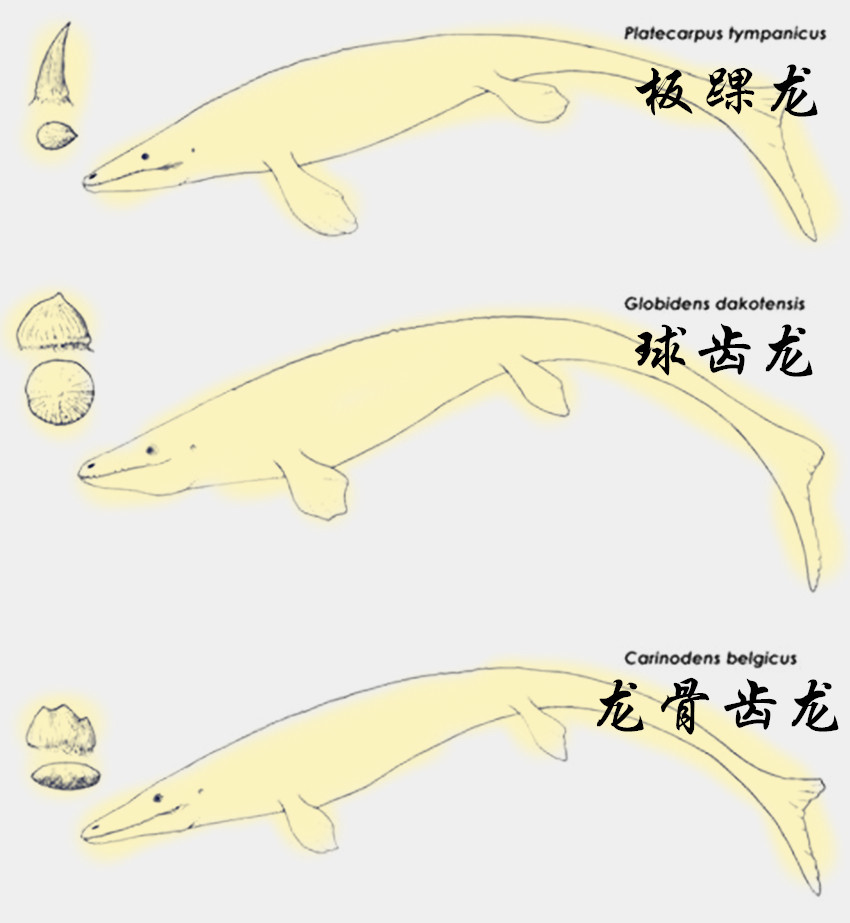 图片来自网络图注:异齿沧龙独特的牙齿,图片来自网络扁如刃,连如锯的