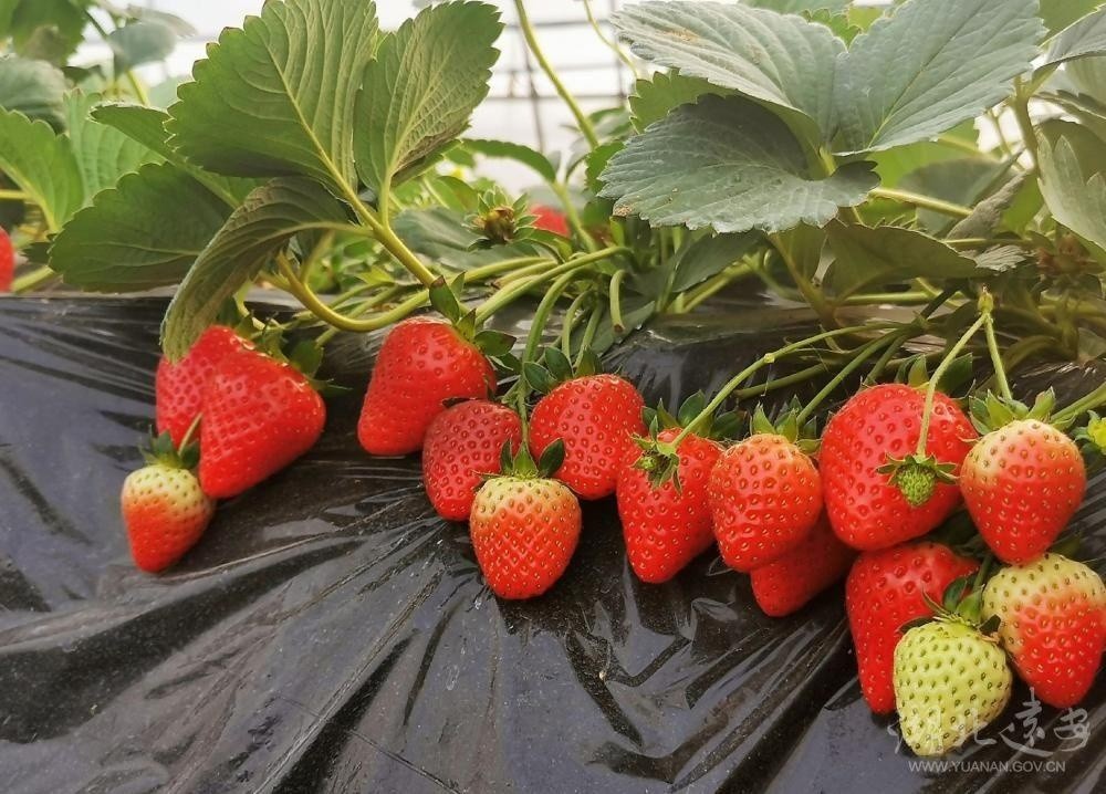 花林寺镇 高楼果园冬日 上新 游人乐享 莓 好时光 图 腾讯新闻