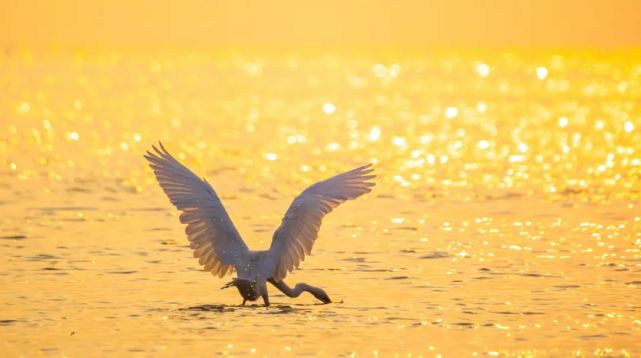 万鸟齐飞!东莞这片海惊艳了春天!