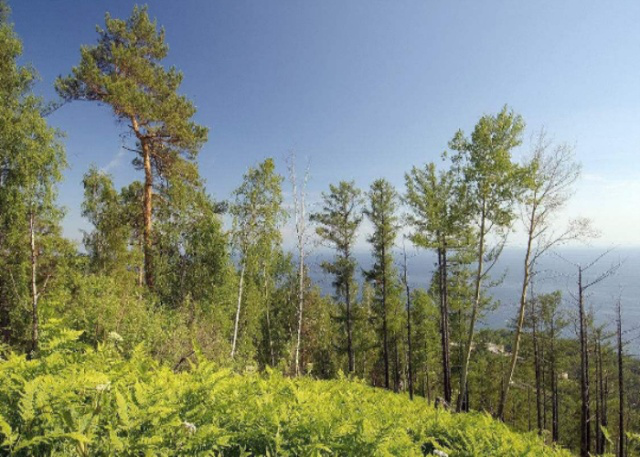 此国森林面积最大相当于澳大利亚陆地面积大量领土源自中国