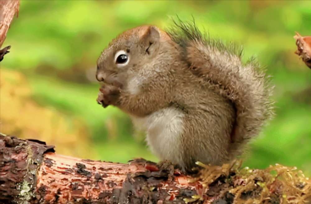 湖南女子偷拿"松鼠几十斤板栗"后续来了:已归还,并送个番薯_腾讯新闻