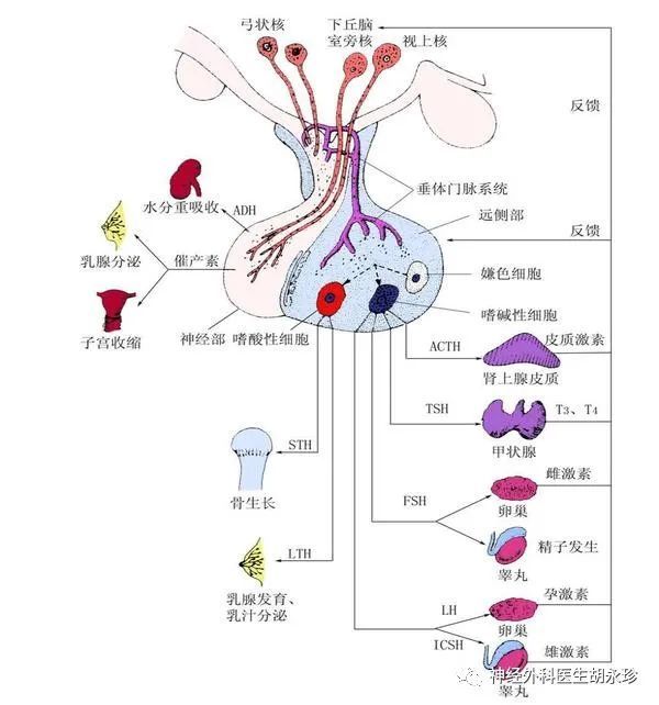 垂體危象的處理要點