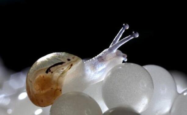 半透明的蜗牛,像老鼠的鹿,过去10年发现的新物种真的奇特