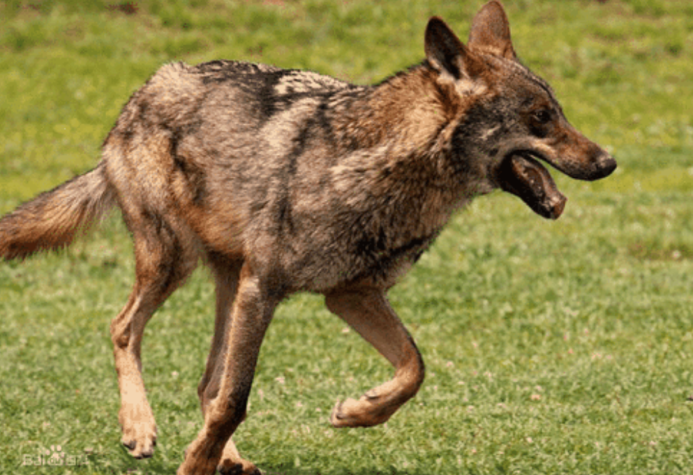 一群围捕(打猎)就向他走来,问曹大托:"你看到一只腿上有伤的狼吗?