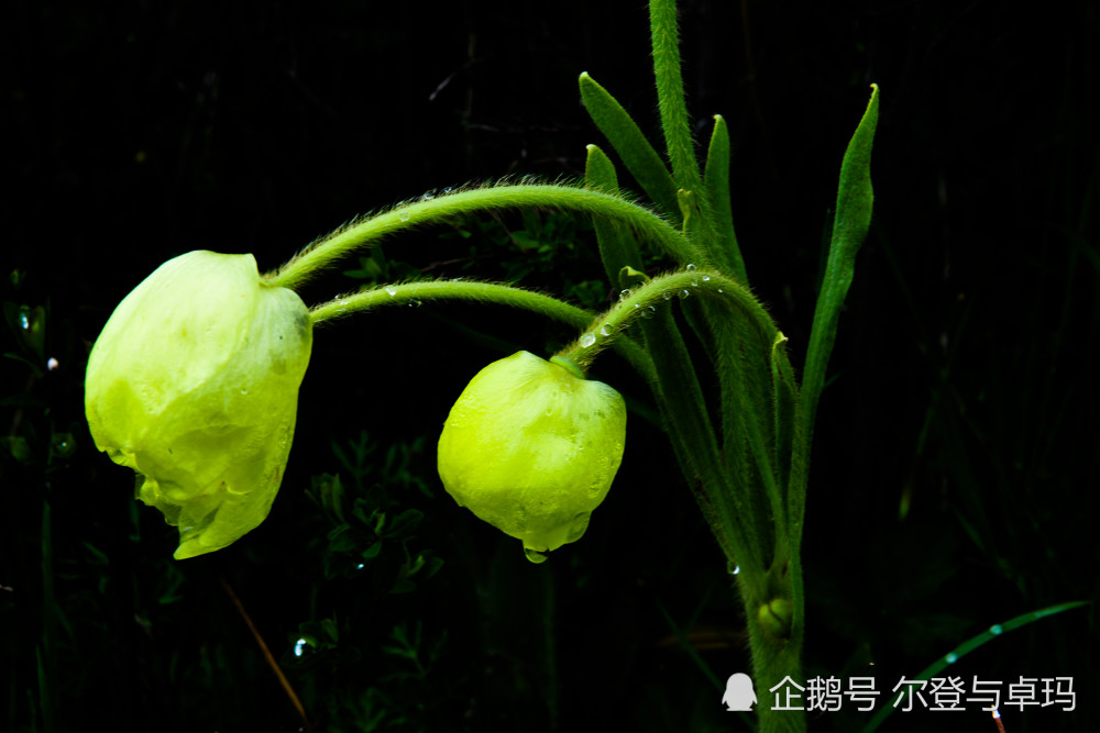 红原草地上的鹿茸花.甘孜州丹巴县的甲居藏寨.