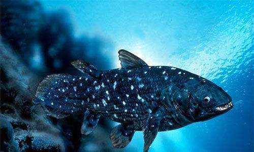 长有"腿"的奇怪鱼类,凭借实力躲过了4次生物大灭绝|鱼类|腔棘鱼|生物